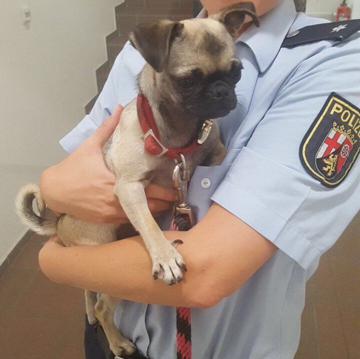 Mops-Frankenthal.jpg Mops-Frankenthal.jpg
