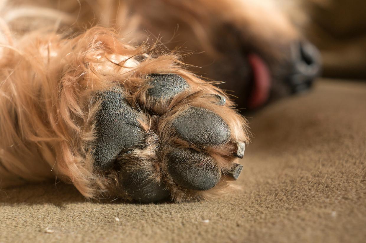 Bissiger Hund Radio Regenbogen