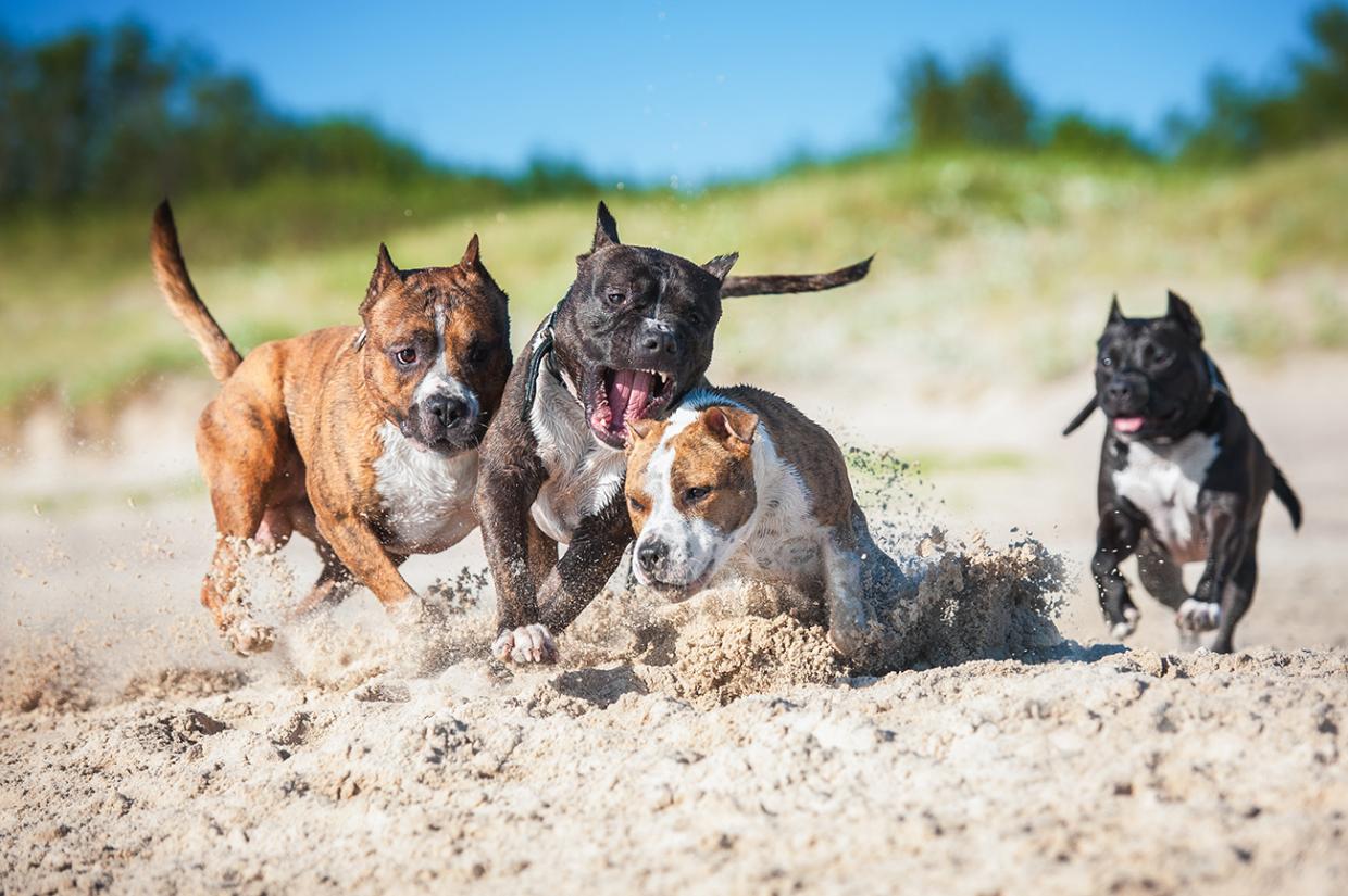 Teningen Spaziergänger von Hund attackiert Radio Regenbogen