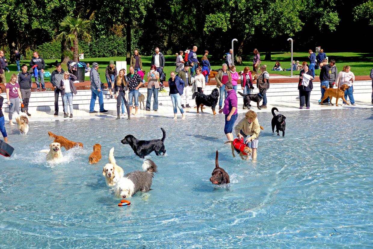 Zum dritten Mal HundeSchwimmen in Karlsruhe Radio Regenbogen