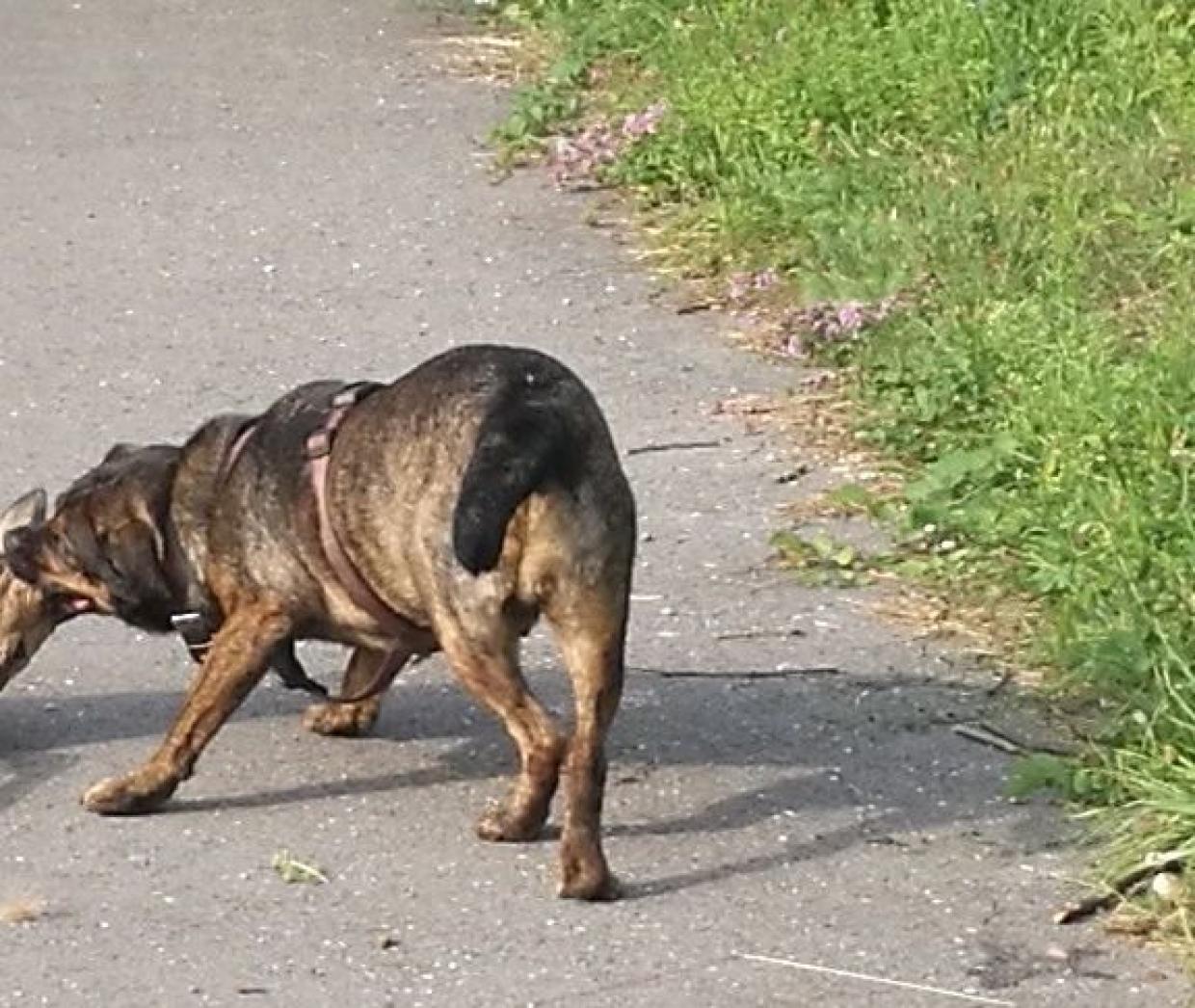 Hund beißt in Karlsruhe Reh zu Tod Radio Regenbogen