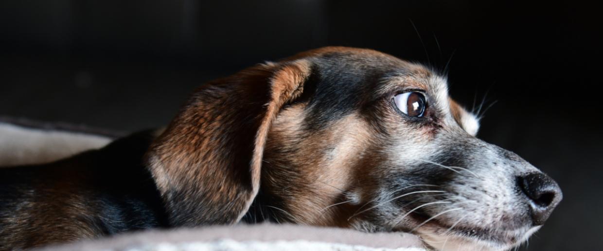 Hund hat Hirntumor und schreibt medizinische Geschichte Radio Regenbogen