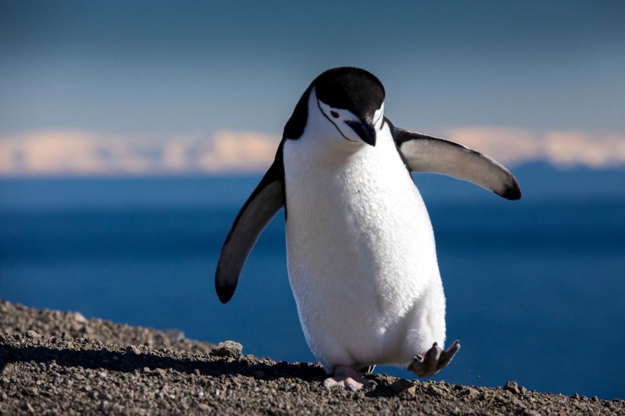Der 25. April: Der Welt-Pinguin-Tag | Radio Regenbogen
