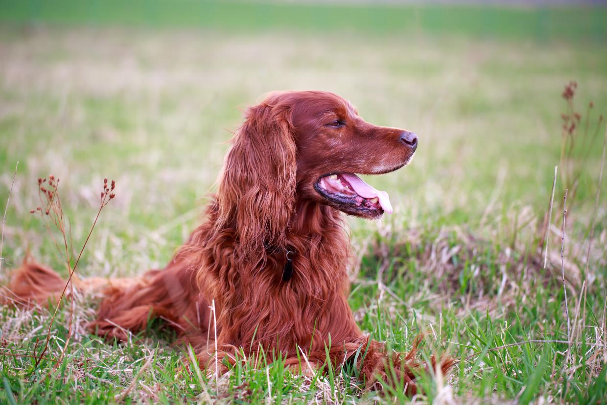 Bühl Hund nach Spaziergang gestorben 18.06.18 Radio Regenbogen