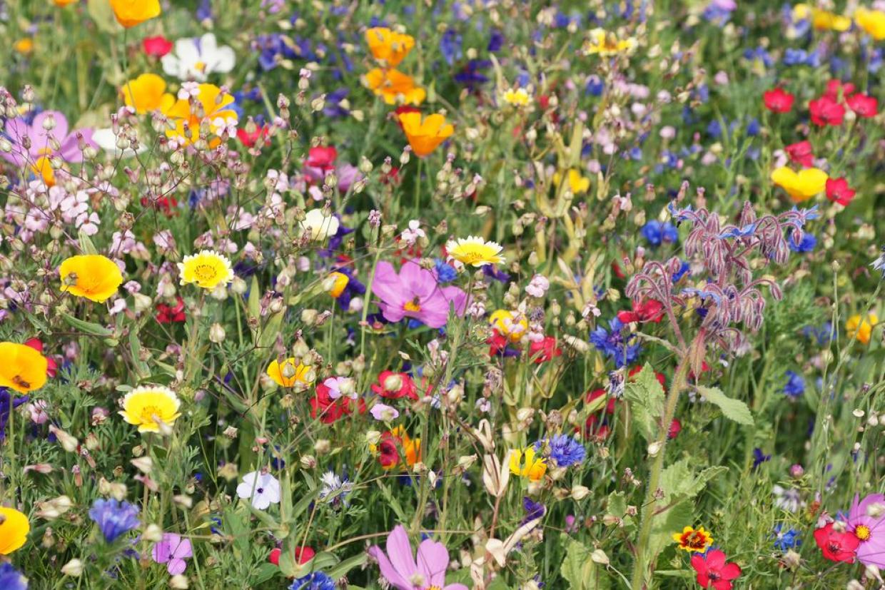 FreiburgOpfingen WildblumenWiese zum Muttertag Radio