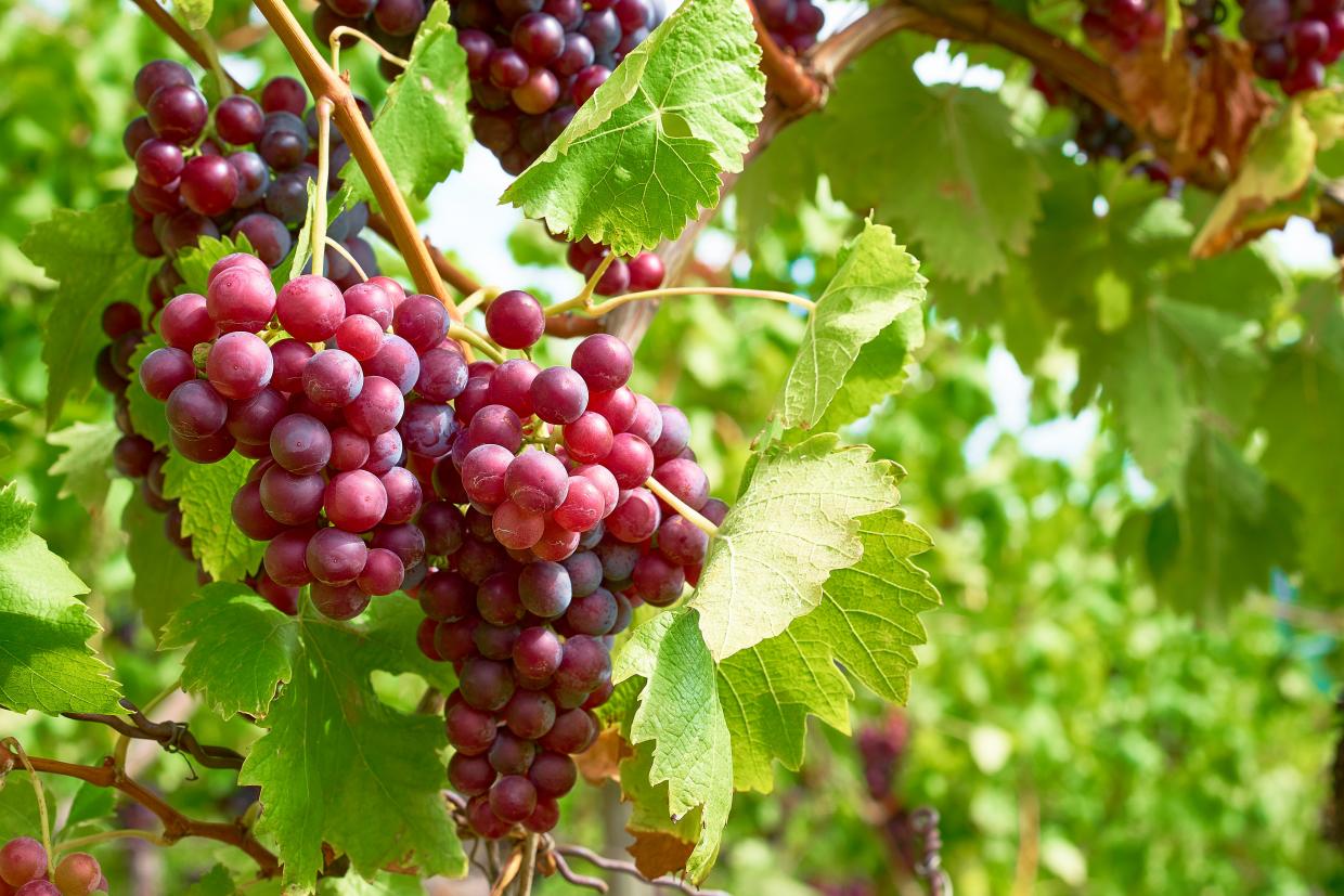 So gehts Wein im eigenen Garten Radio Regenbogen