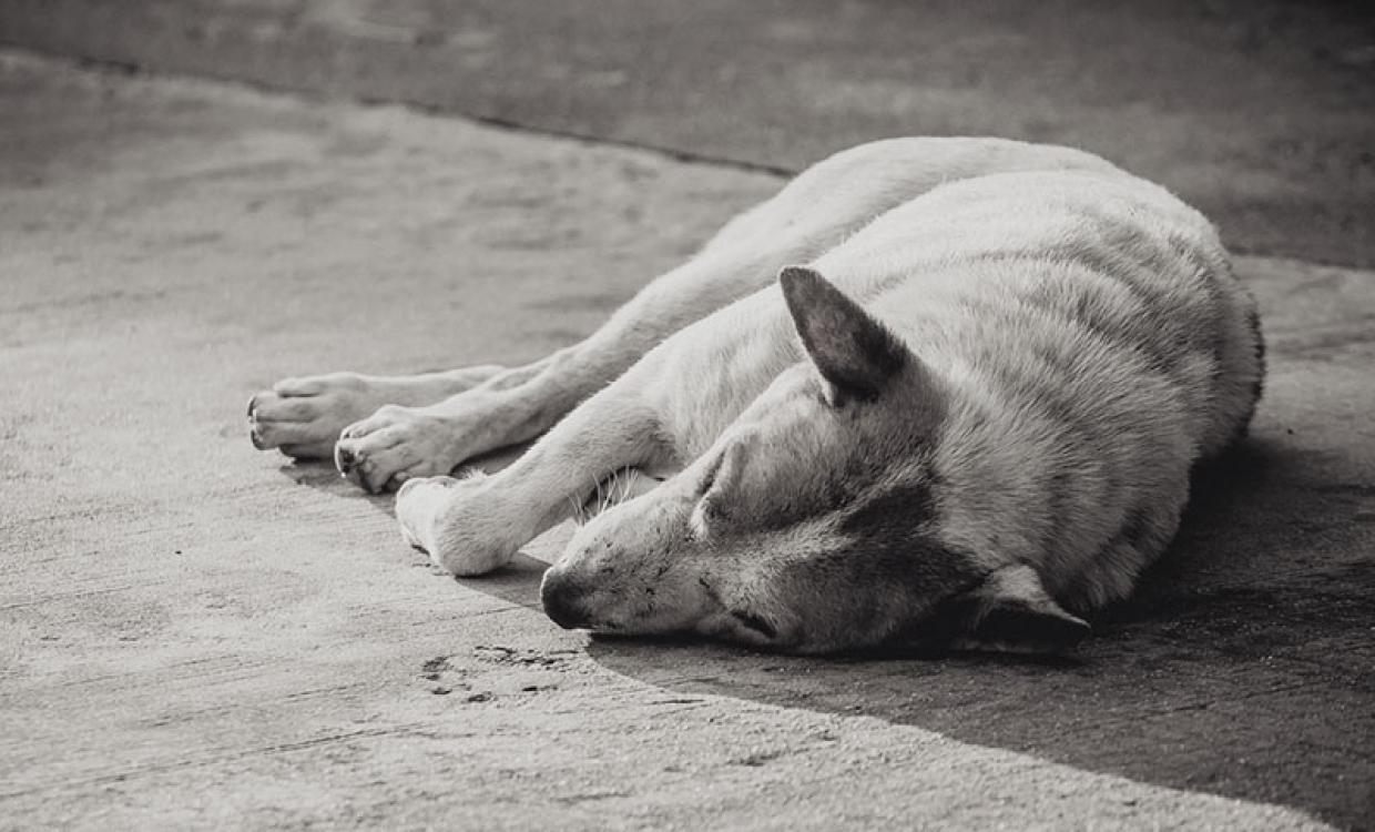 Hund tot gefahren und geflüchtet Radio Regenbogen