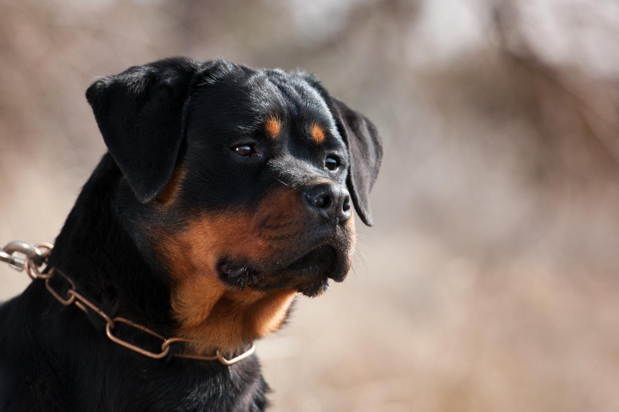 Kinder von Hund gebissen Radio Regenbogen