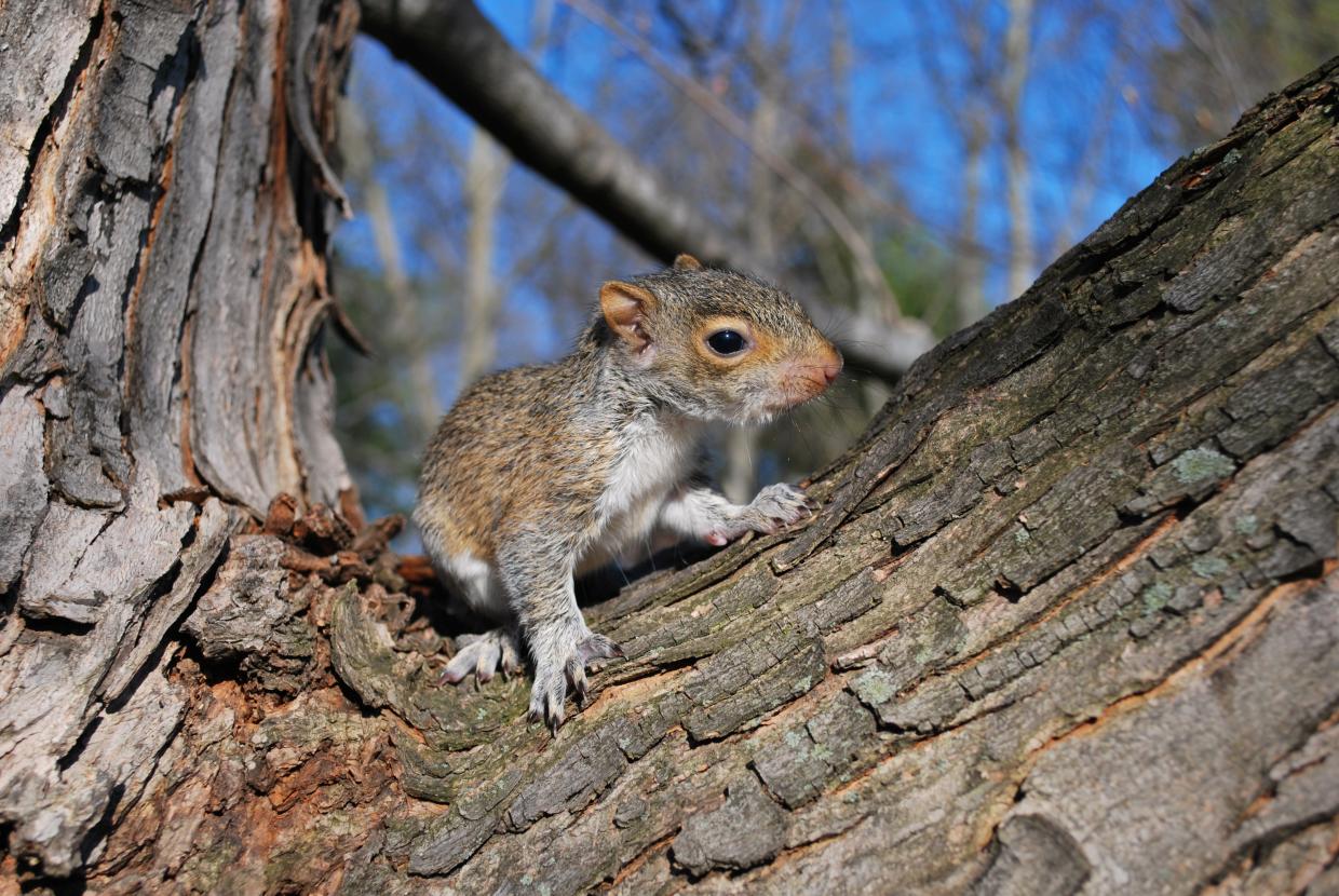 Sandhausen Viele EichhörnchenBabys bei Wildtierhilfe