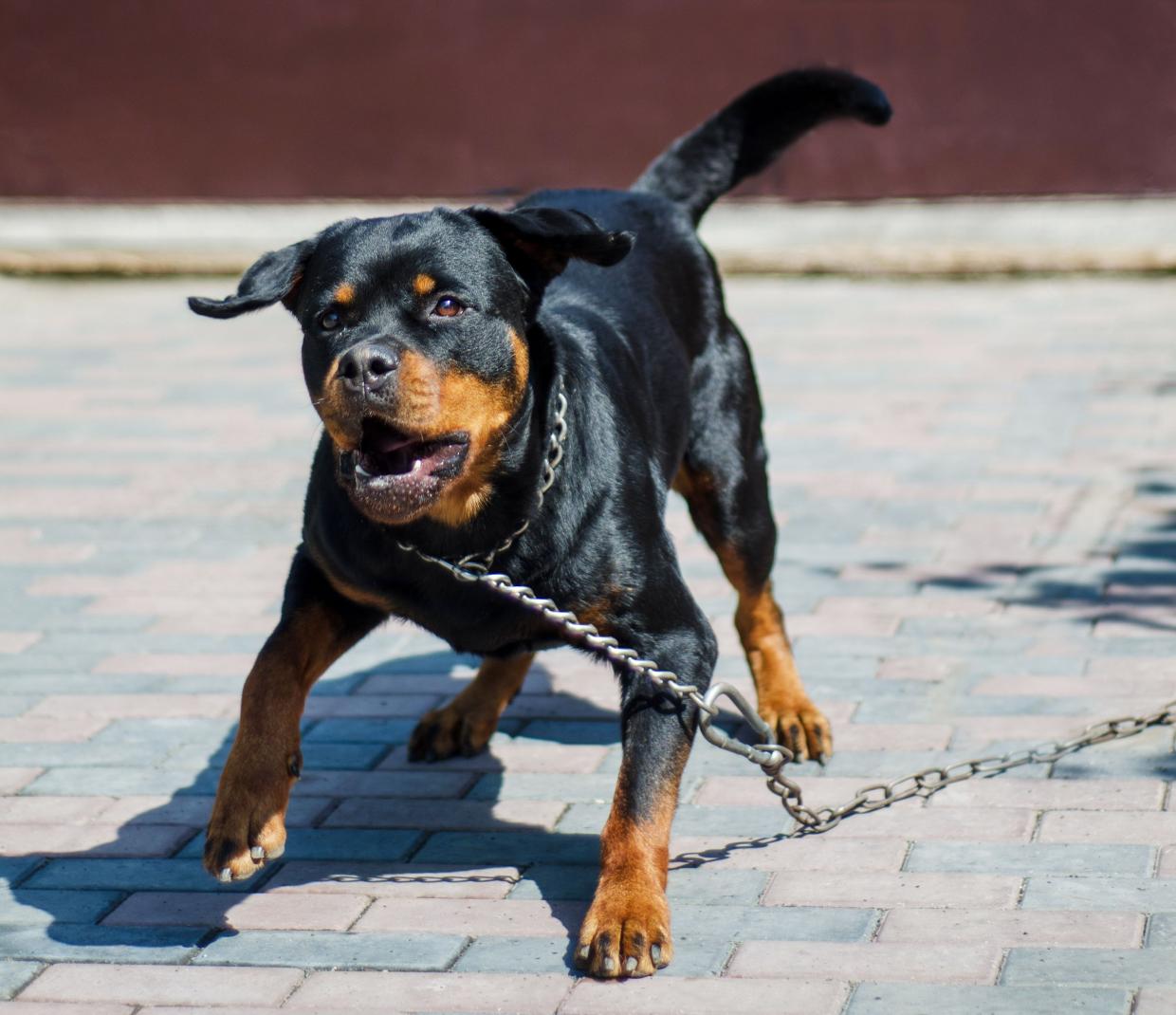 Hund beisst Kind Radio Regenbogen