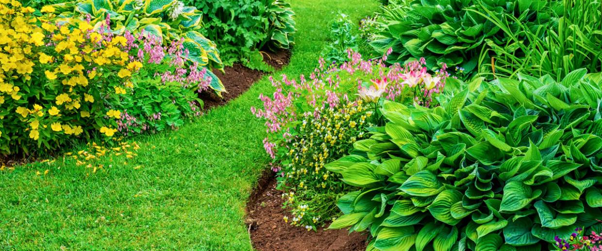 Das wichtigste zu Stauden im Garten | Radio Regenbogen