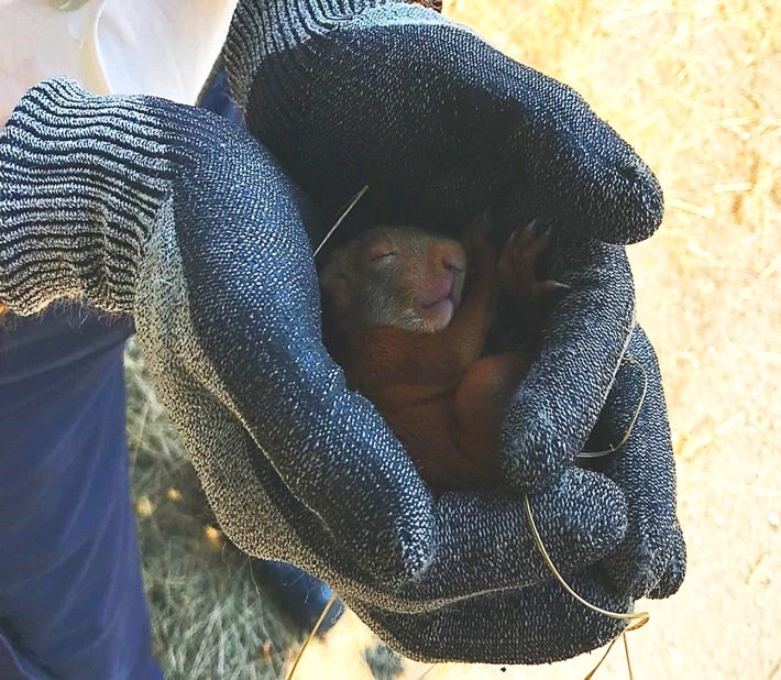 Rheinstetten Eichhörnchen von Feuerwehr gerettet Radio