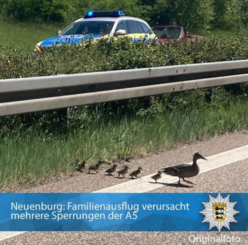 Entenfamilie_Polizei_Freiburg_Original.jpg