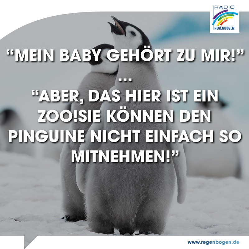 36+ Pinguin spruch , Der 25. April Der WeltPinguinTag Radio Regenbogen