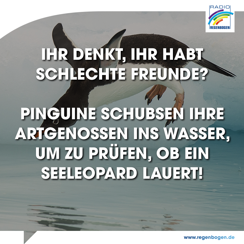 Der 25. April Der WeltPinguinTag Radio Regenbogen