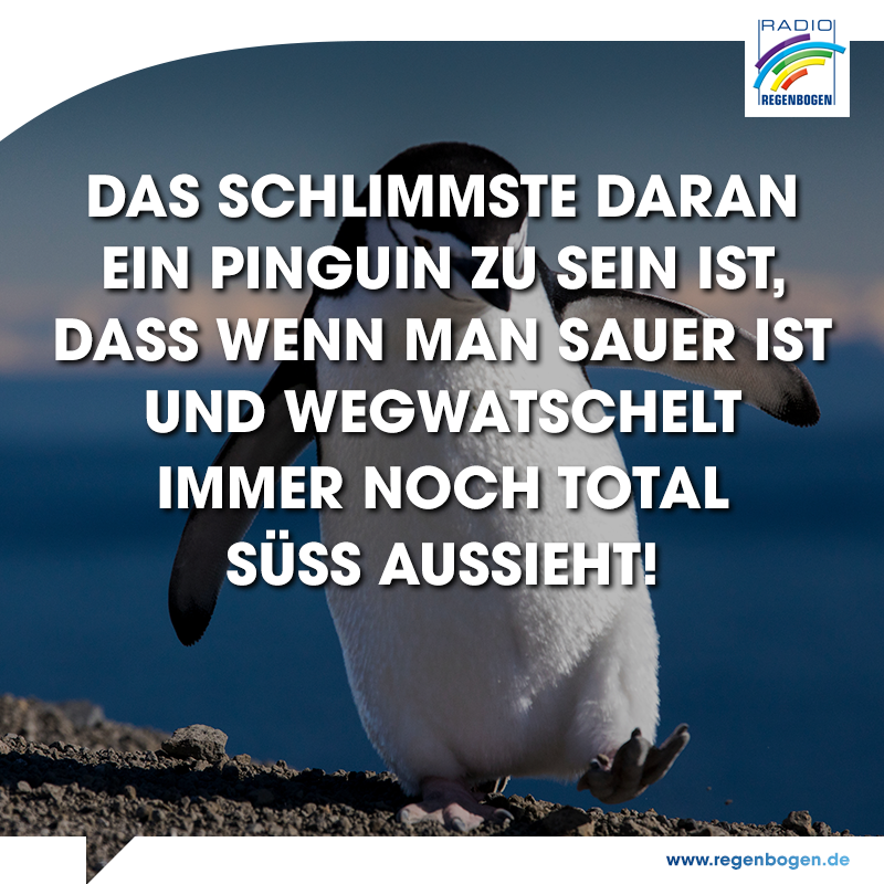 Der 25. April Der WeltPinguinTag Radio Regenbogen