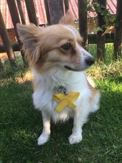 Hündin Keona von gulahund.de Hündin Keona von gulahund.de