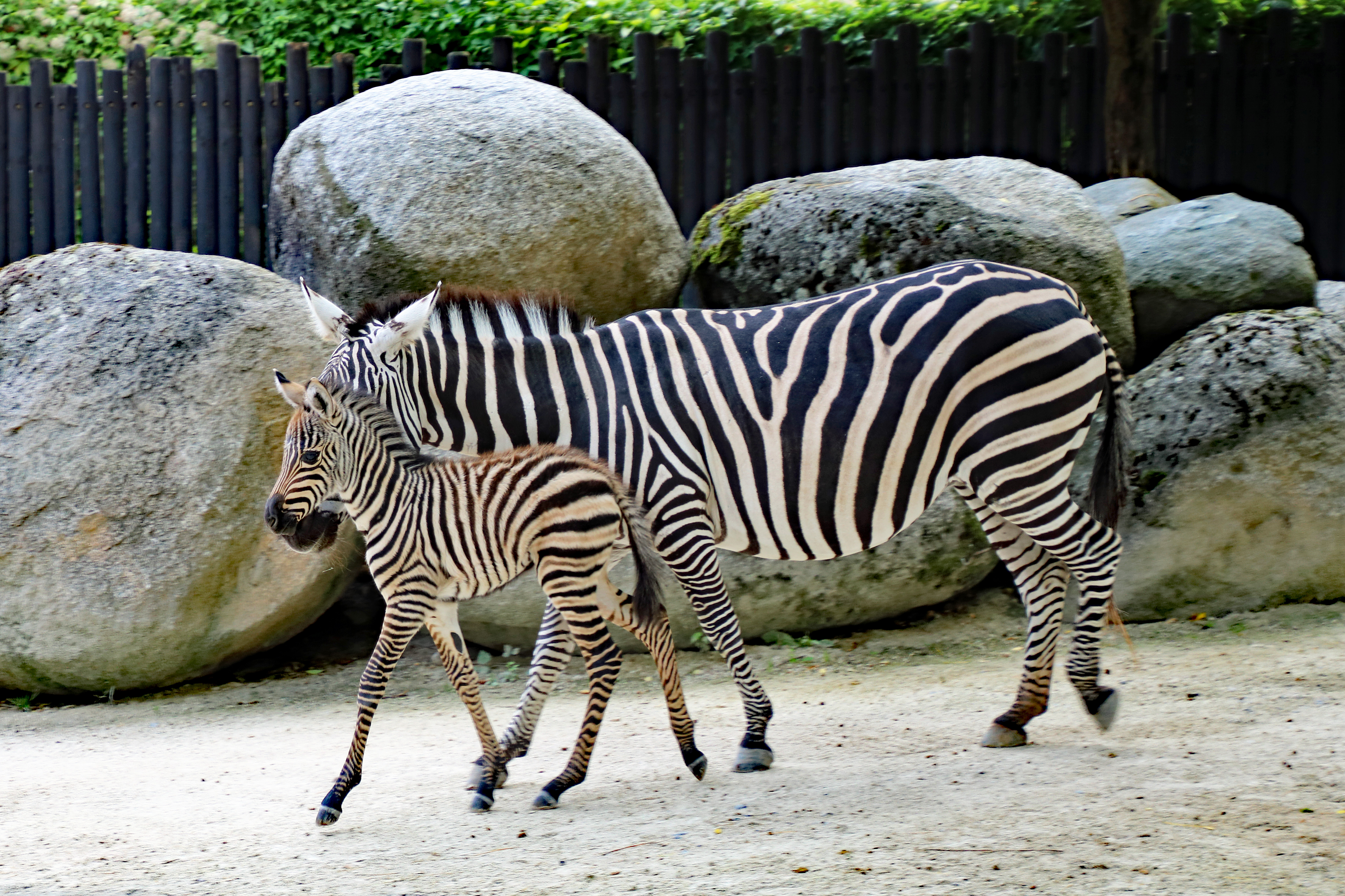 Zebra Babys Im Karlsruher Zoo Radio Regenbogen