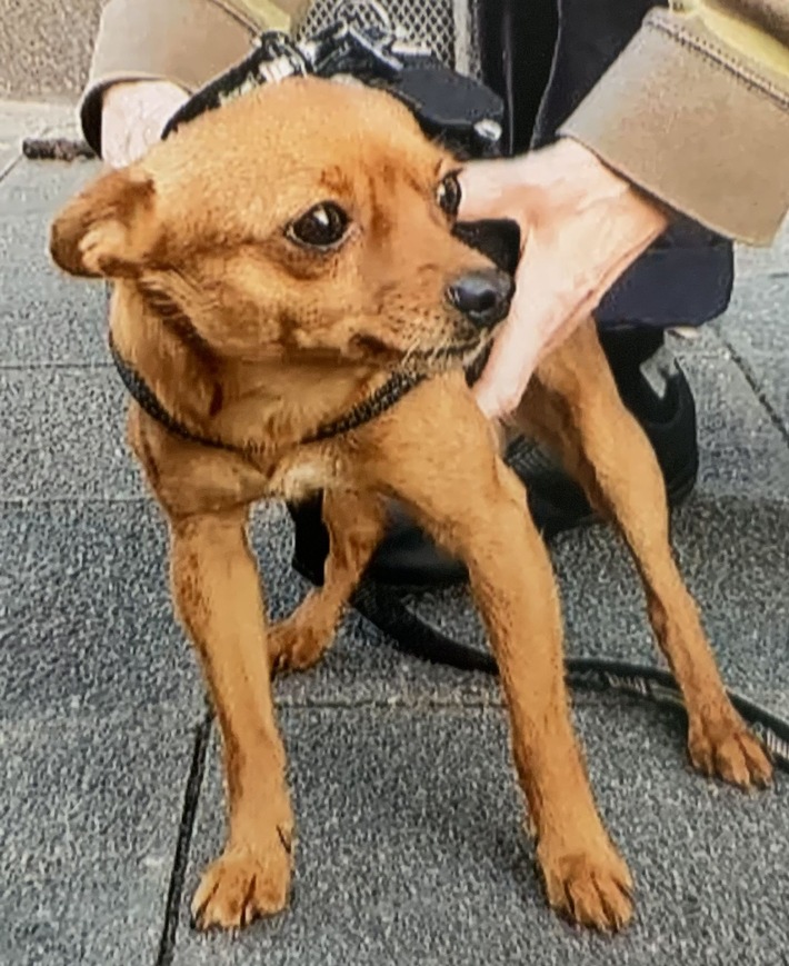 pol-ma-mannheim-neckarstadt-vor-supermarkt-angeleinter-hund-gestohlen-polizei-sucht-zeugen.jpg pol-ma-mannheim-neckarstadt-vor-supermarkt-angeleinter-hund-gestohlen-polizei-sucht-zeugen.jpg