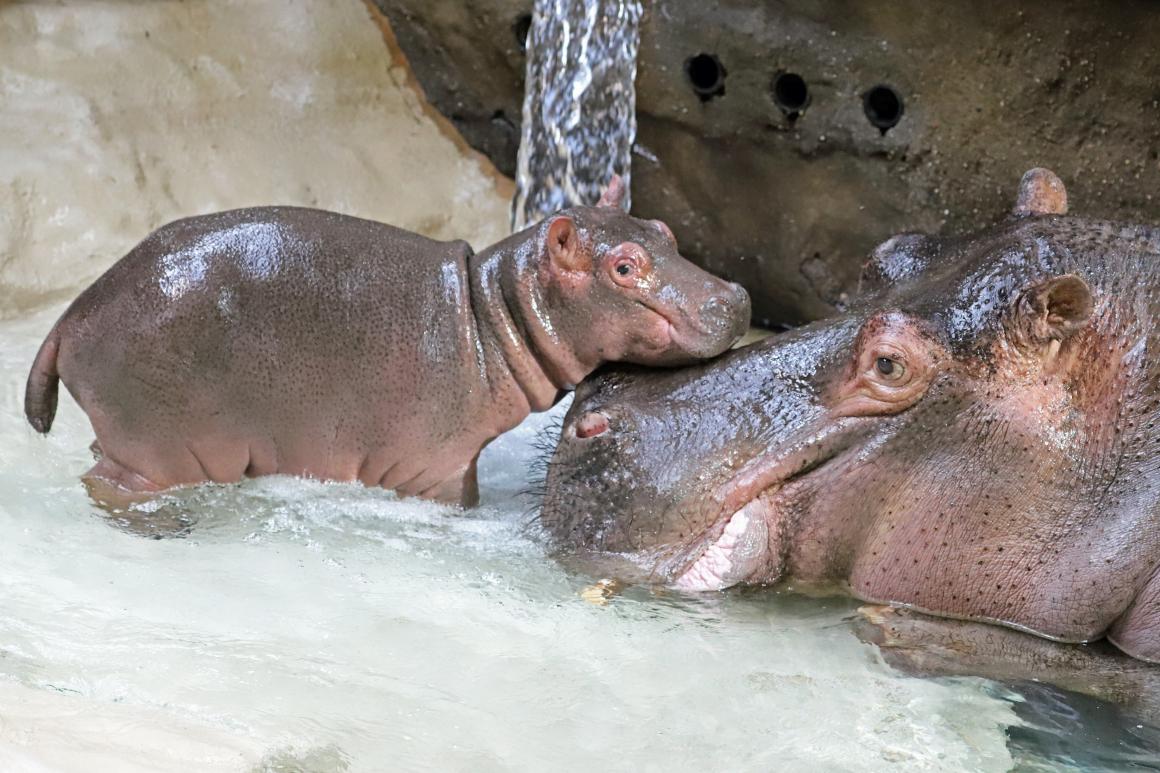 Flusspferd Im Zoo Karlsruhe Geboren Radio Regenbogen